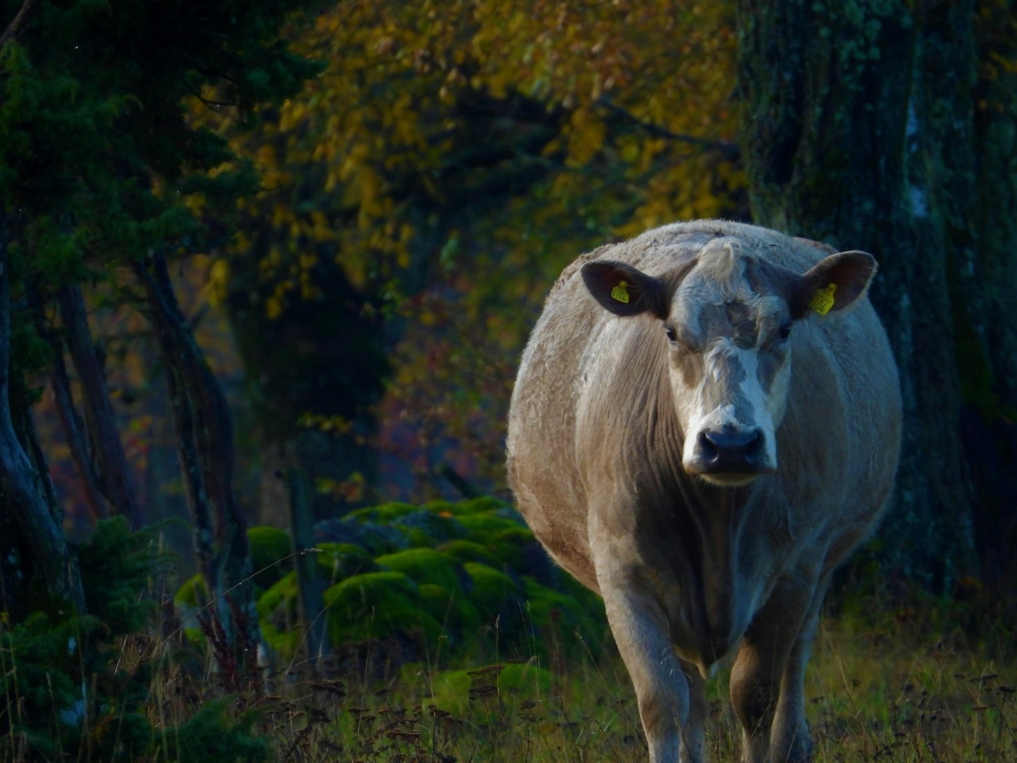The Importance of Animal Welfare in Curacao