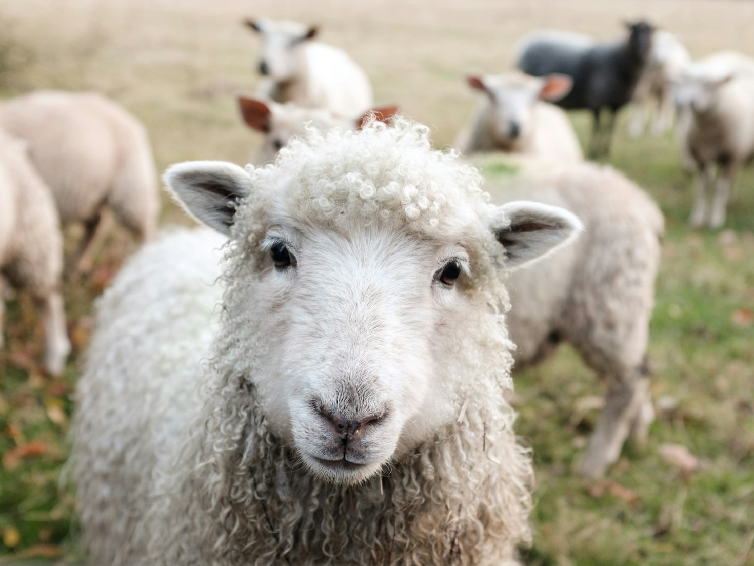 How Education Can Transform Animal Lives