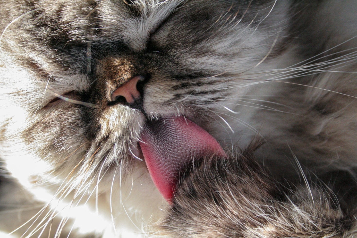 Raising Awareness for Responsible Pet Ownership