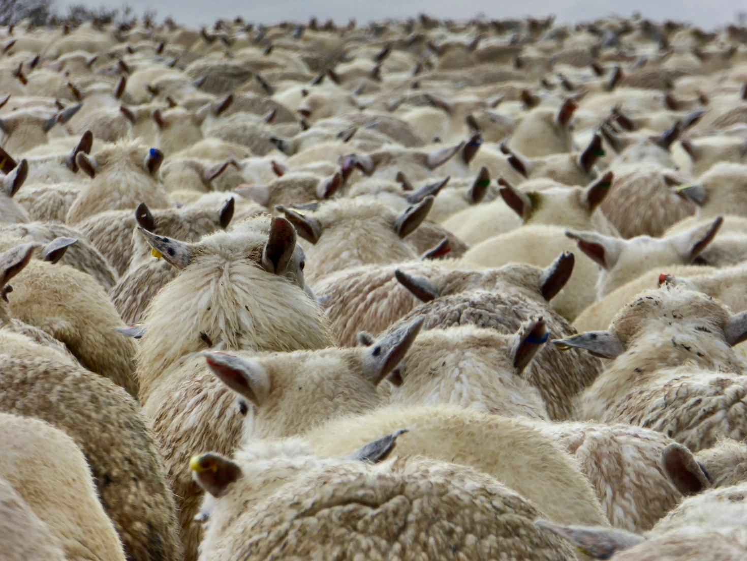 The Role of Education in Animal Advocacy